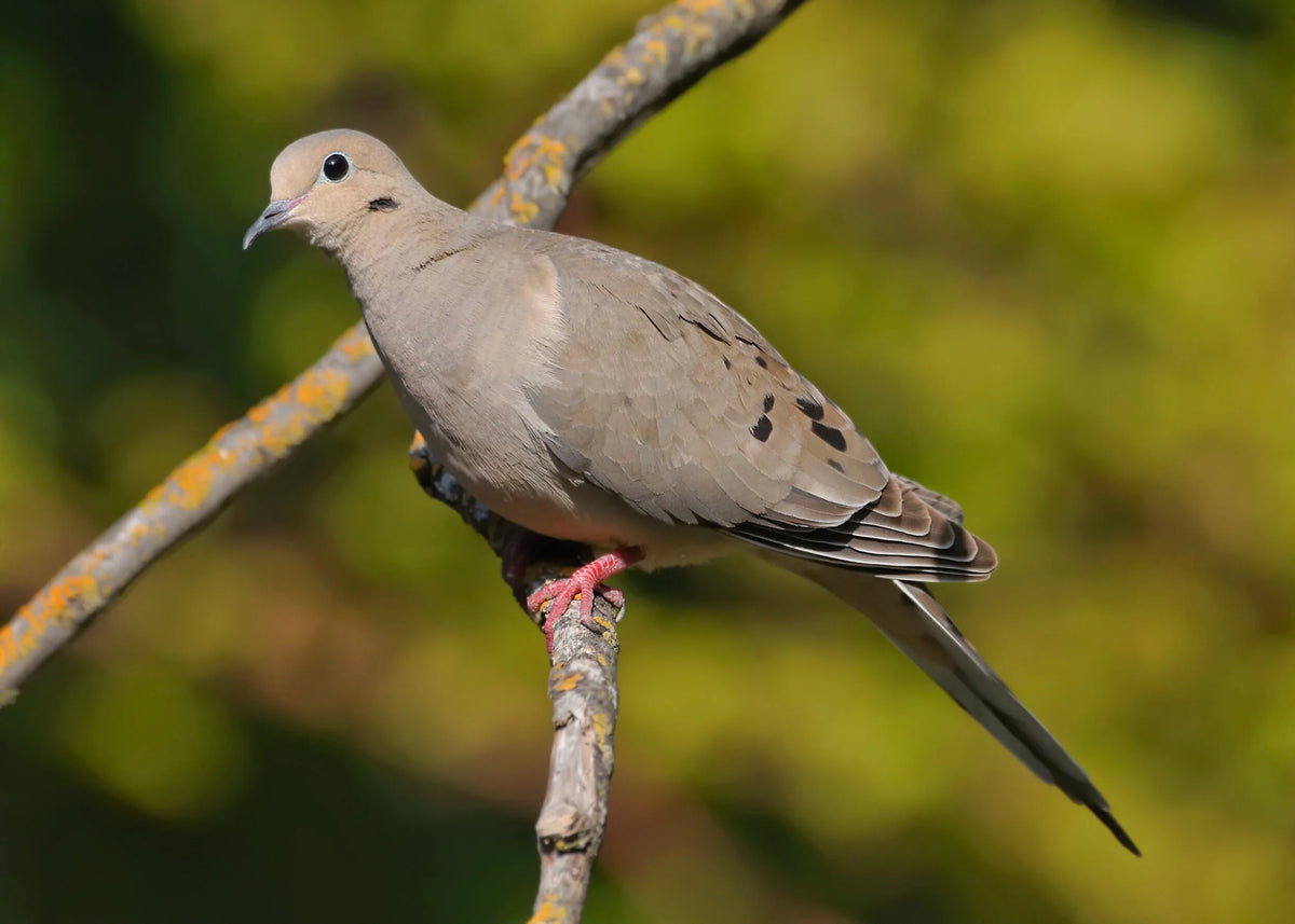 Staff Dove Hunt