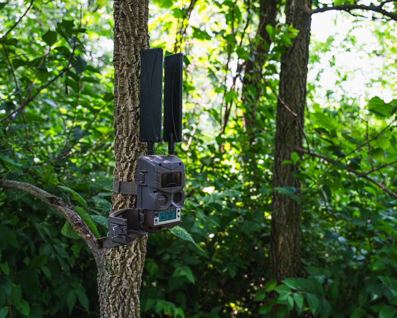 Ozonics | Cuddeback Tracks Camera